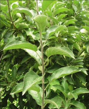 Post harvest pruning